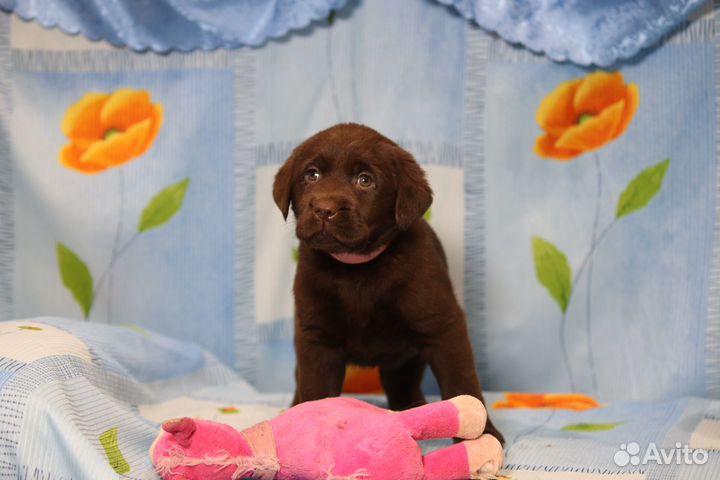 Щенки лабрадора
