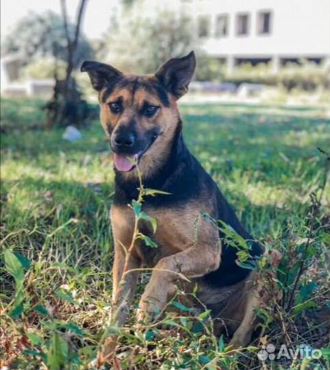 Собака в добрые руки мальчик(метис овчарки)