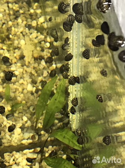 Аквариумная улитка теодоксус