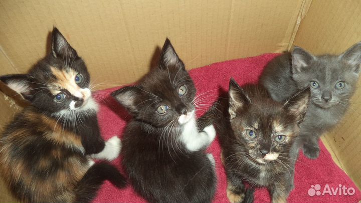 Котята в добрые руки бесплатно