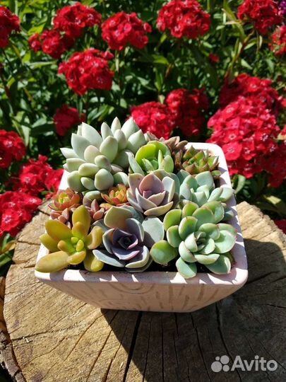 Суккуленты