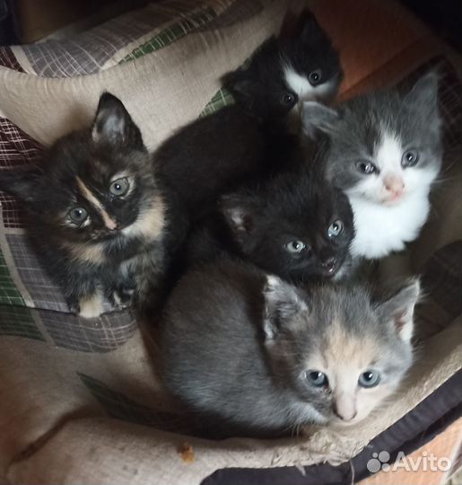 Замечательные котята