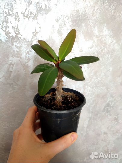 Комнатные растения