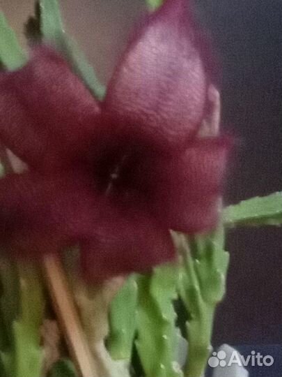 Стапелия, высота 20 см