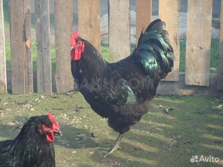 Петухи
