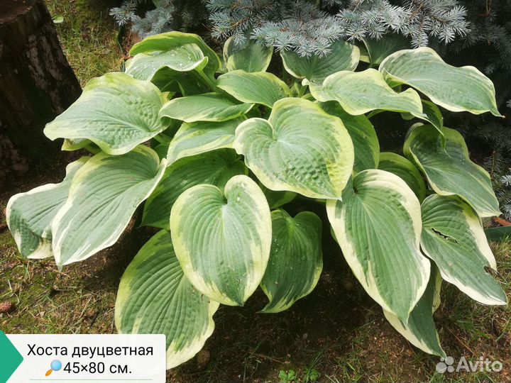 Хоста (Функия)