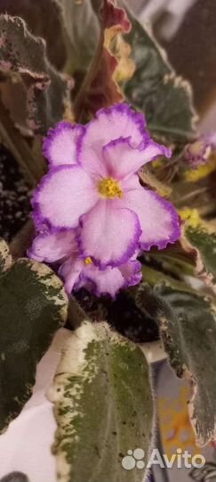 Сортовые фиалки