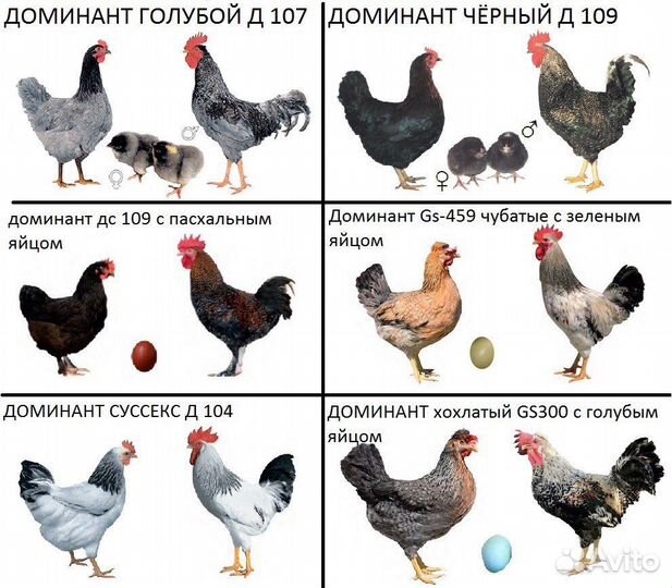 Курочки молодки