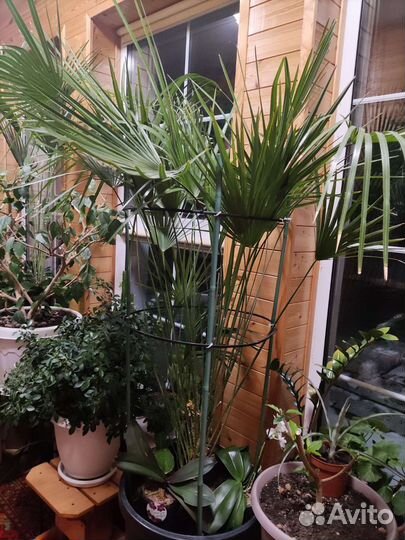 Пальма (хамеропсис)