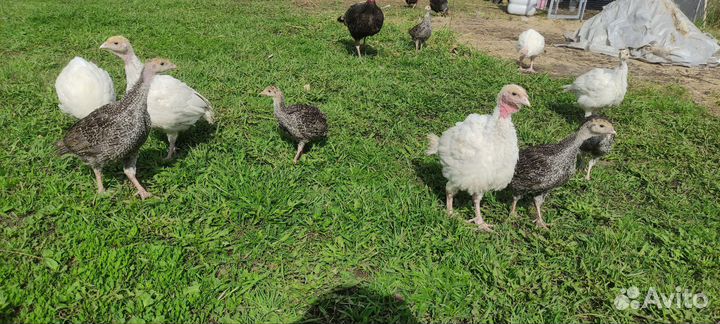 Индюшка с индюшатами