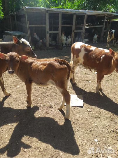 Телята. Тëлки