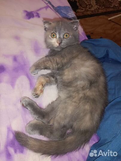 Вислоухий котенок