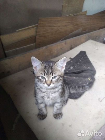 Умница и красавица в добрые и надёжные руки