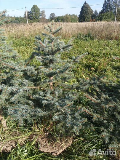 Ель голубая