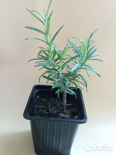 Розмарин на штамбе комнатные растения