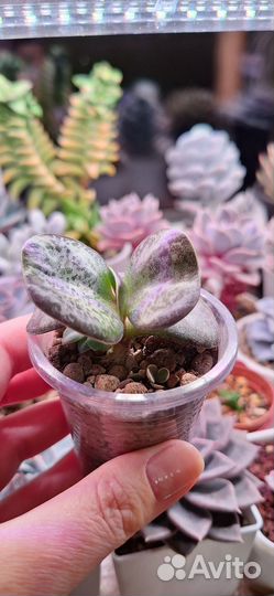 Суккуленты