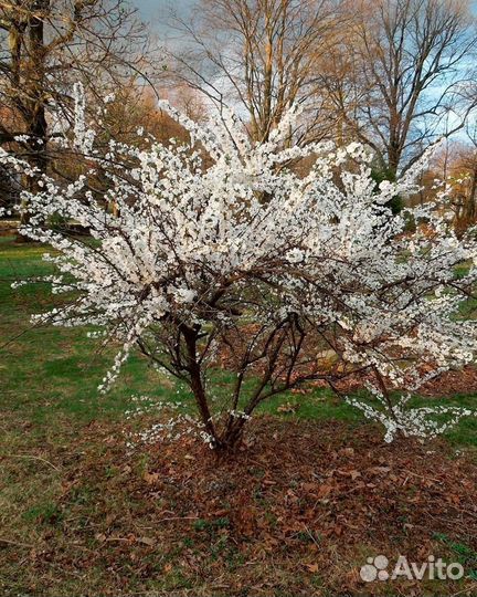 Вишня сладкая крупная морозостойкая