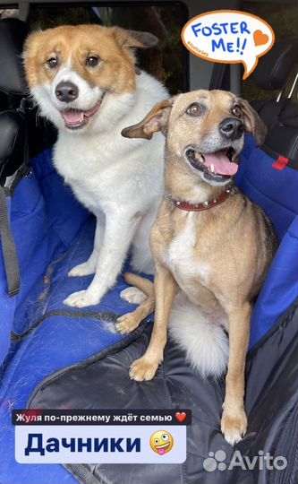 Маленькая собака в добрые руки