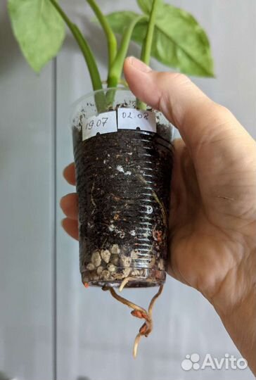 Сингониумы Моттлед, Вендланди