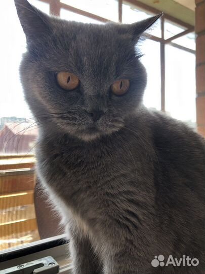 Британская