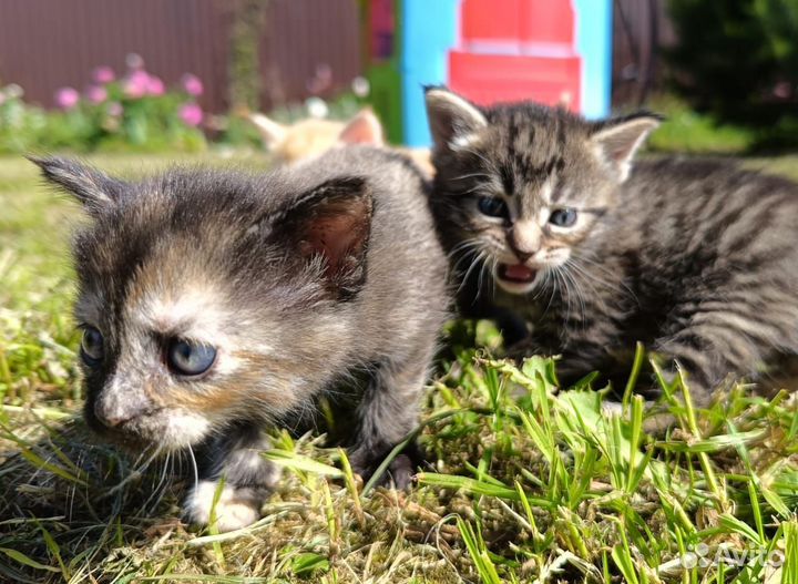 Котята в добрые руки бесплатно