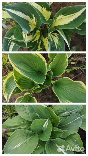 Хоста разных сортов