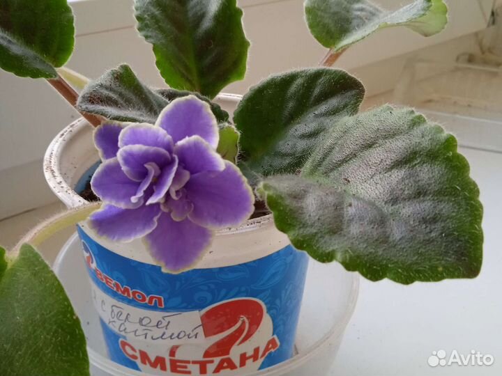 Фиалки цветущие