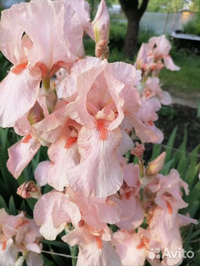 Ирис розовый бородатый