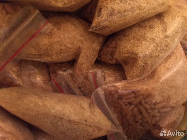 Живая приманка