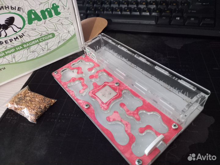 Муравьиная ферма (фармикарий)