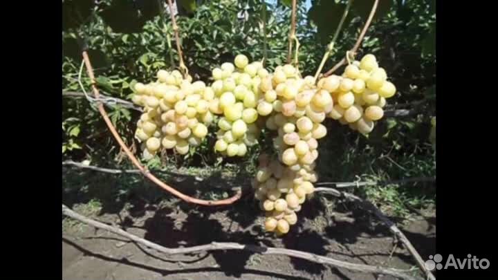 Саженцы винограда