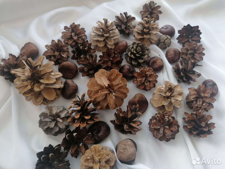 Шишки сосновые, каштаны набор