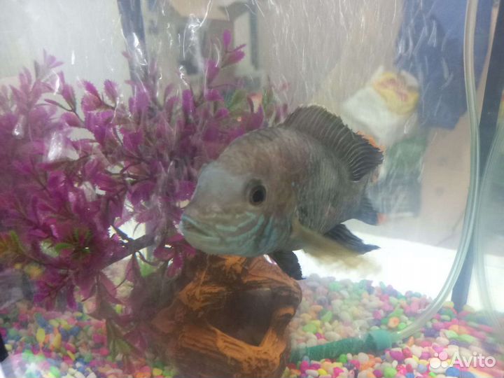 Акара бирюзовая