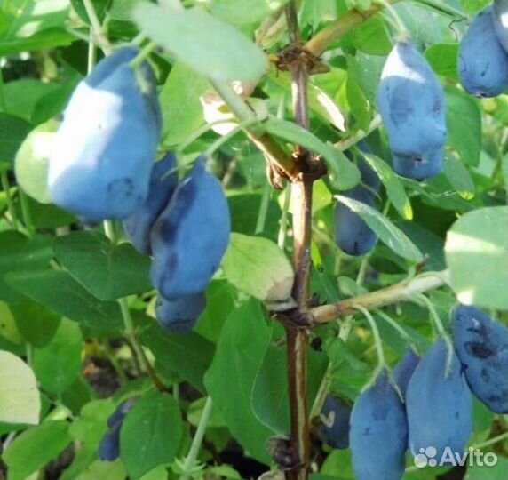 Жимолость Нимфа