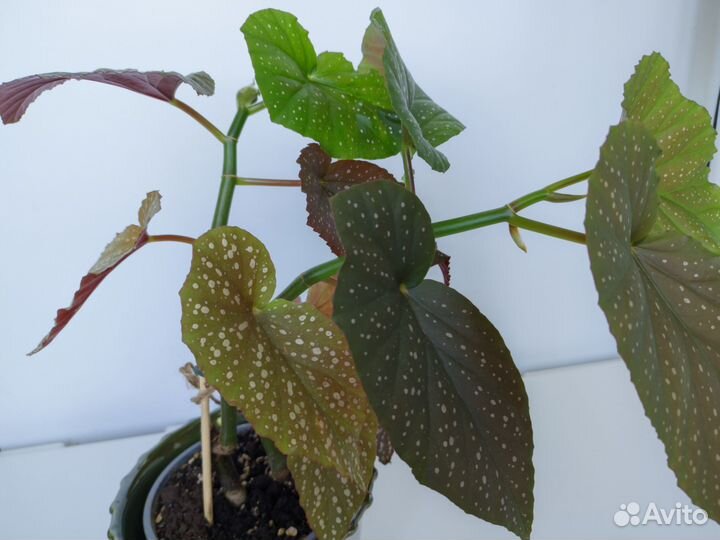 Бегония коралловая