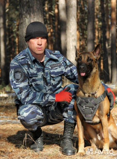 Воспитание собак