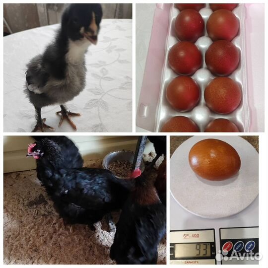 Инкубационное яйцо кур маран чёрно медного окраса