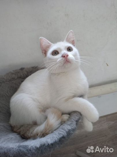 Котенок Умка (мальчик)