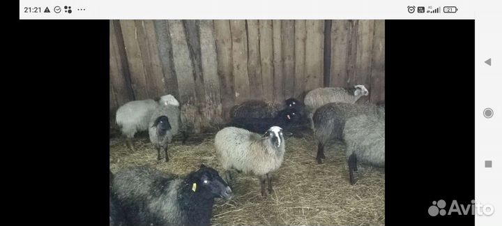 Овцы, ярочки, барашки