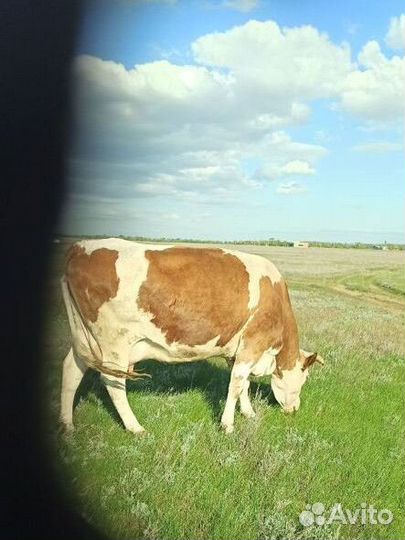 Коровы дойные