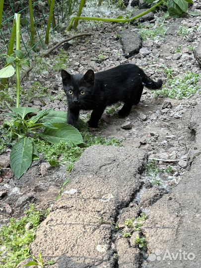 Котятки в добрые руки