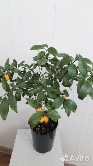 Кумкват сорт Маргарита