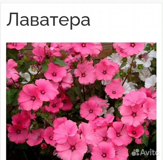 Лаватера