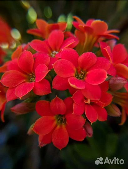 Каланхоэ отросток