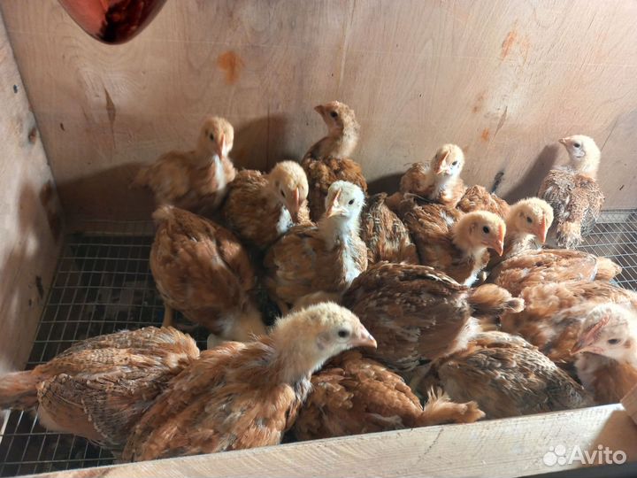 Продам цыпок