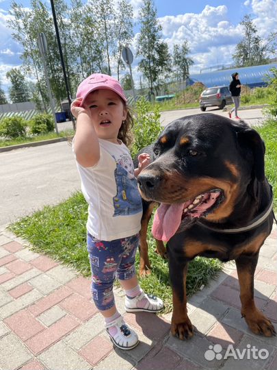 Ротвейлер для фотосессии