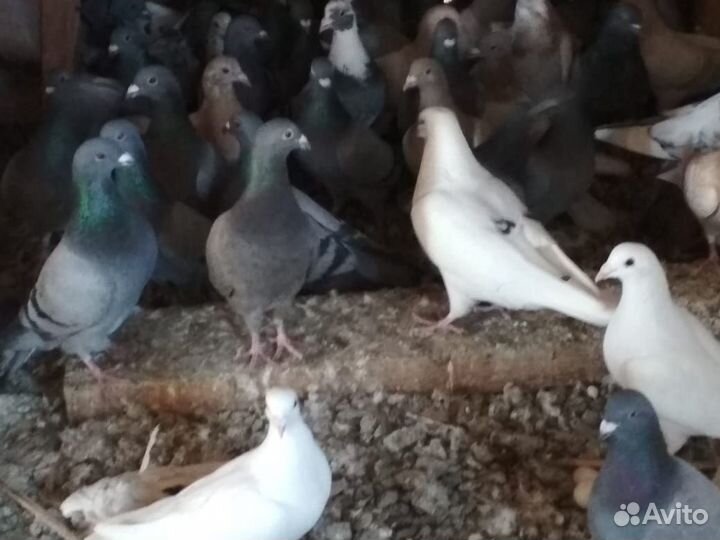 Вольные голуби