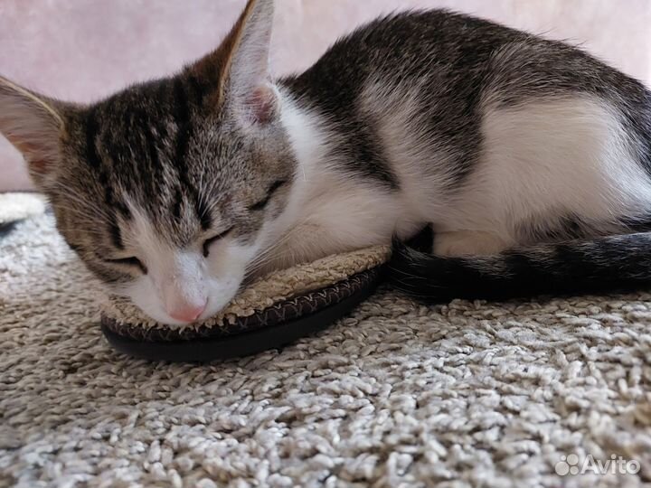 Котенок