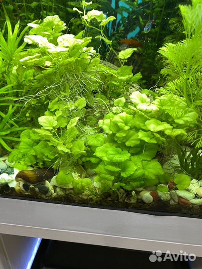 Роголистник и ряска большая банка