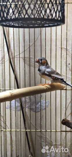 Зебровые амадины